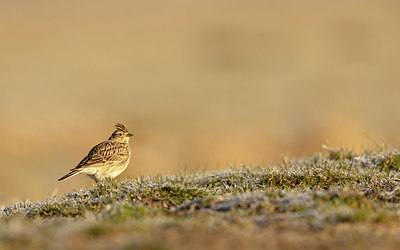 BUITEN BEELD Foto: 404889