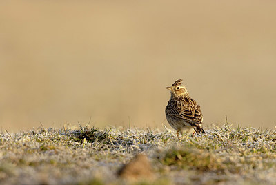 BUITEN BEELD Foto: 404891