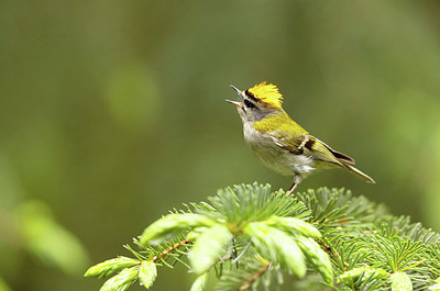 BUITEN BEELD Foto: 404893