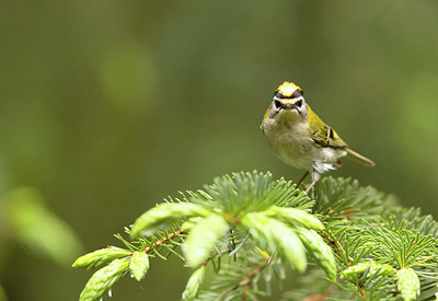 BUITEN BEELD Foto: 404905