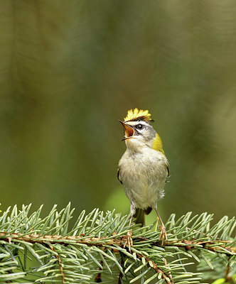 BUITEN BEELD Foto: 404908