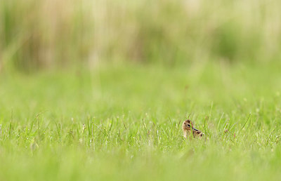 BUITEN BEELD Foto: 404911