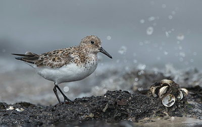 BUITEN BEELD Foto: 404920