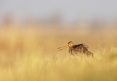 BUITEN BEELD Foto: 404960