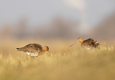 BUITEN BEELD Foto: 404961