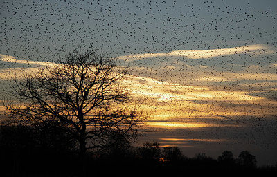 BUITEN BEELD Foto: 404967