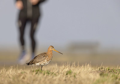 BUITEN BEELD Foto: 404969