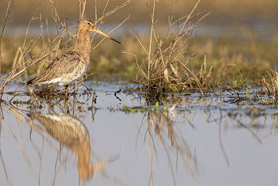 BUITEN BEELD Foto: 404970