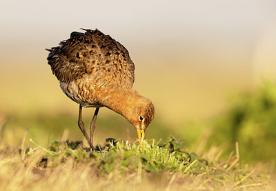 BUITEN BEELD Foto: 404996