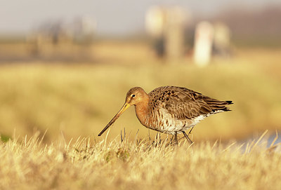 BUITEN BEELD Foto: 405000