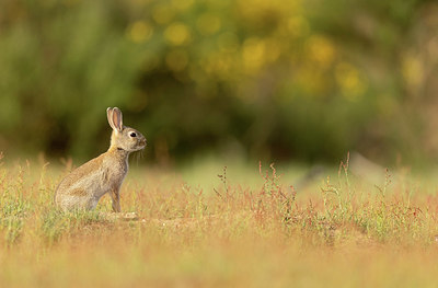 BUITEN BEELD Foto: 405008