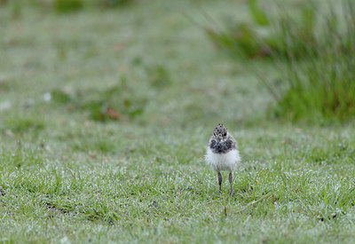 BUITEN BEELD Foto: 405018