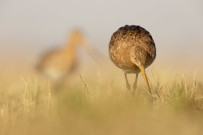 BUITEN BEELD Foto: 405027