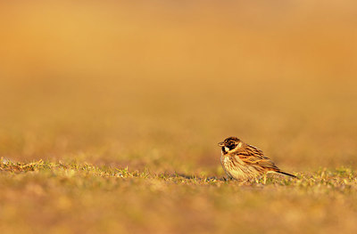 BUITEN BEELD Foto: 405037