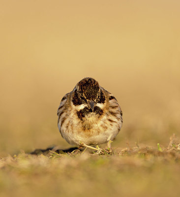 BUITEN BEELD Foto: 405043