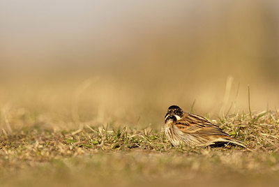 BUITEN BEELD Foto: 405045