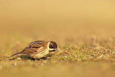 BUITEN BEELD Foto: 405047