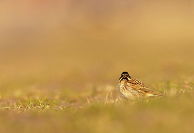 BUITEN BEELD Foto: 405050