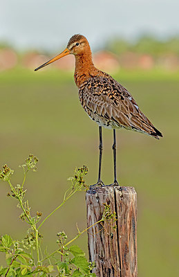 BUITEN BEELD Foto: 405063