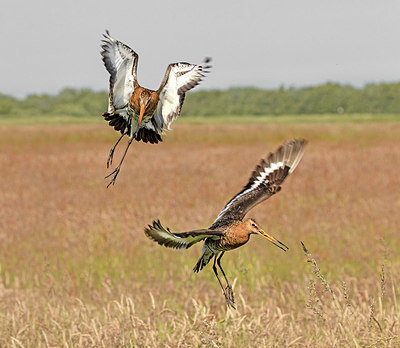 BUITEN BEELD Foto: 405066