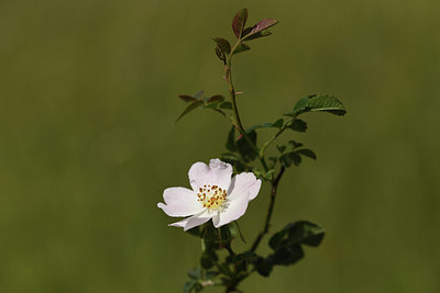 BUITEN BEELD Foto: 405075