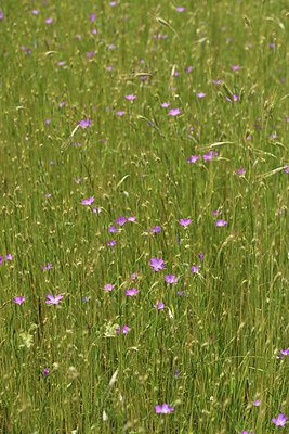 BUITEN BEELD Foto: 405082