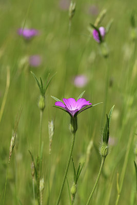 BUITEN BEELD Foto: 405085