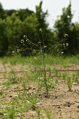 BUITEN BEELD Foto: 405087