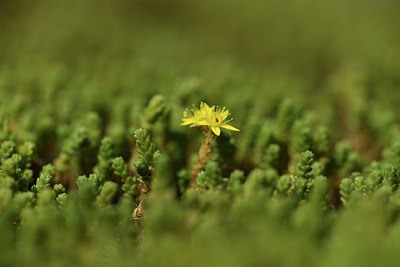 BUITEN BEELD Foto: 405089