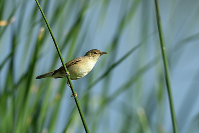 BUITEN BEELD Foto: 405106