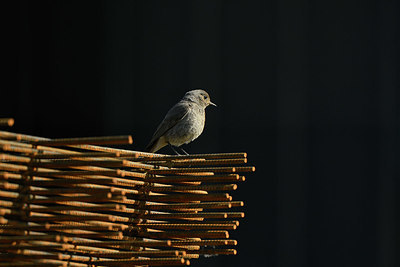 BUITEN BEELD Foto: 405109