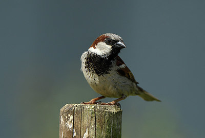 BUITEN BEELD Foto: 405113