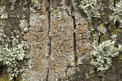BUITEN BEELD Foto: 405139