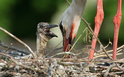 BUITEN BEELD Foto: 405140