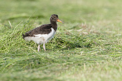 BUITEN BEELD Foto: 405141