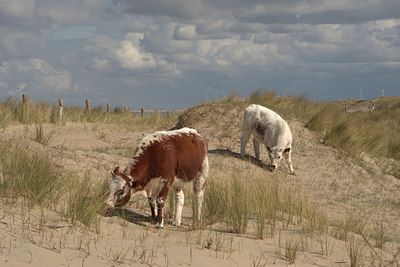 BUITEN BEELD Foto: 405147