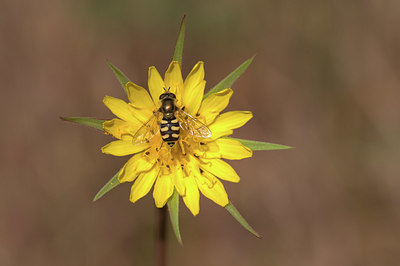 BUITEN BEELD Foto: 405149