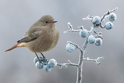 BUITEN BEELD Foto: 405223