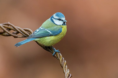 BUITEN BEELD Foto: 405258