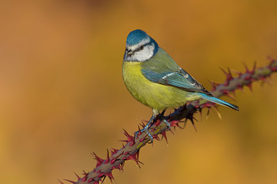 BUITEN BEELD Foto: 405259