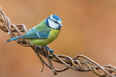 BUITEN BEELD Foto: 405260