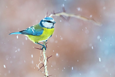 BUITEN BEELD Foto: 405265