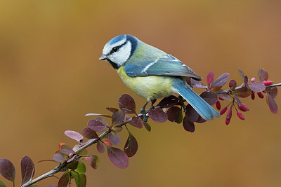 BUITEN BEELD Foto: 405266