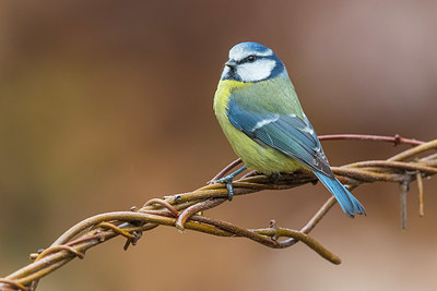 BUITEN BEELD Foto: 405267