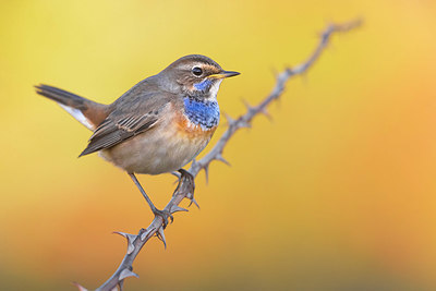 BUITEN BEELD Foto: 405276