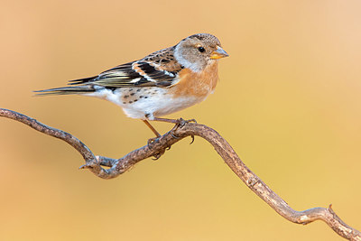 BUITEN BEELD Foto: 405277