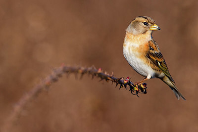 BUITEN BEELD Foto: 405278