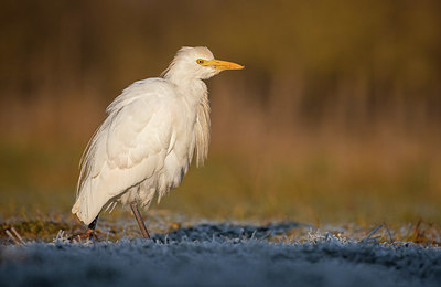 BUITEN BEELD Foto: 405285