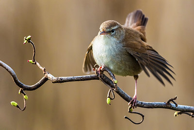 BUITEN BEELD Foto: 405291