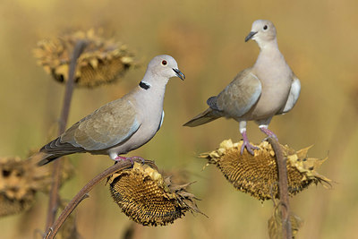 BUITEN BEELD Foto: 405299